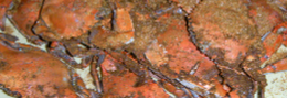 Hot Steamed Crabs Seasoned